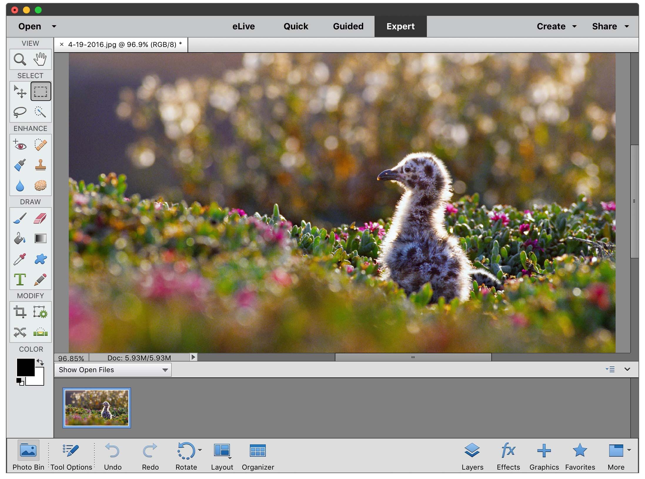 graphic and photographers adobe programs for mac